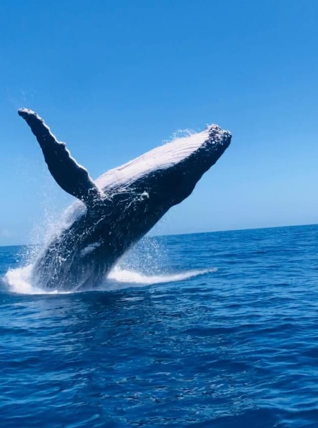 Whale Watching in Tongatapu (Not Swimming)